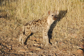 Tuli Safari Lodge Mashatu: Junge Tüpfelhyäne