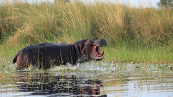 Mbamba Camp: Nilpferd