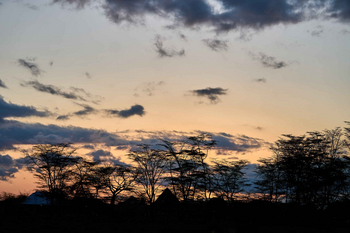 Migunga Tented Camp: Silhouetten von Akazien im Abendlicht
