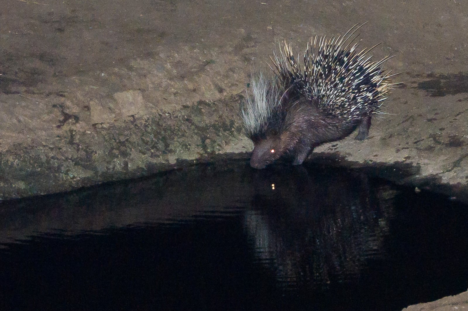 Mkulumadzi Lodge Mkulumadzi Lodge: Stachelschwein