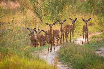 Moremi Game Reserve: Impalaherde