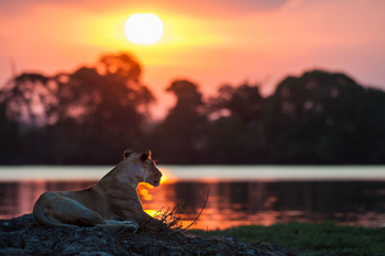 Ntemwa Busanga Bushcamp Ntemwa Busanga Bushcamp: Löwin vor der Sonne