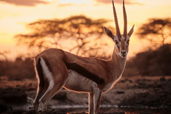 Ol Donyo Lodge: Grant's Gazelle