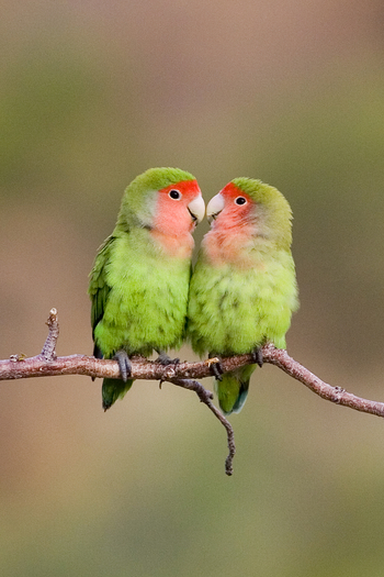 Ondudu Safari Lodge Ondudu Safari Lodge: Rosy-faced Lovebird