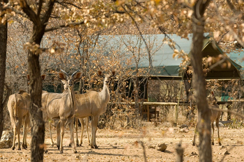 Ongava Tented Camp: Kudugruppe