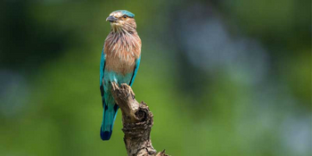 Pench Tree Lodge Pench Tree Lodge: Indian Roller