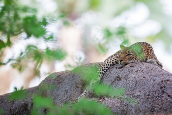 Royal Zambezi Lodge: Leopard
