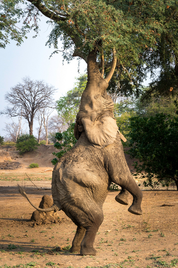 Ruckomechi Camp: Elefant isst Akazien