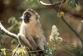 Sarara Eco Collection: Grüne Meerkatze