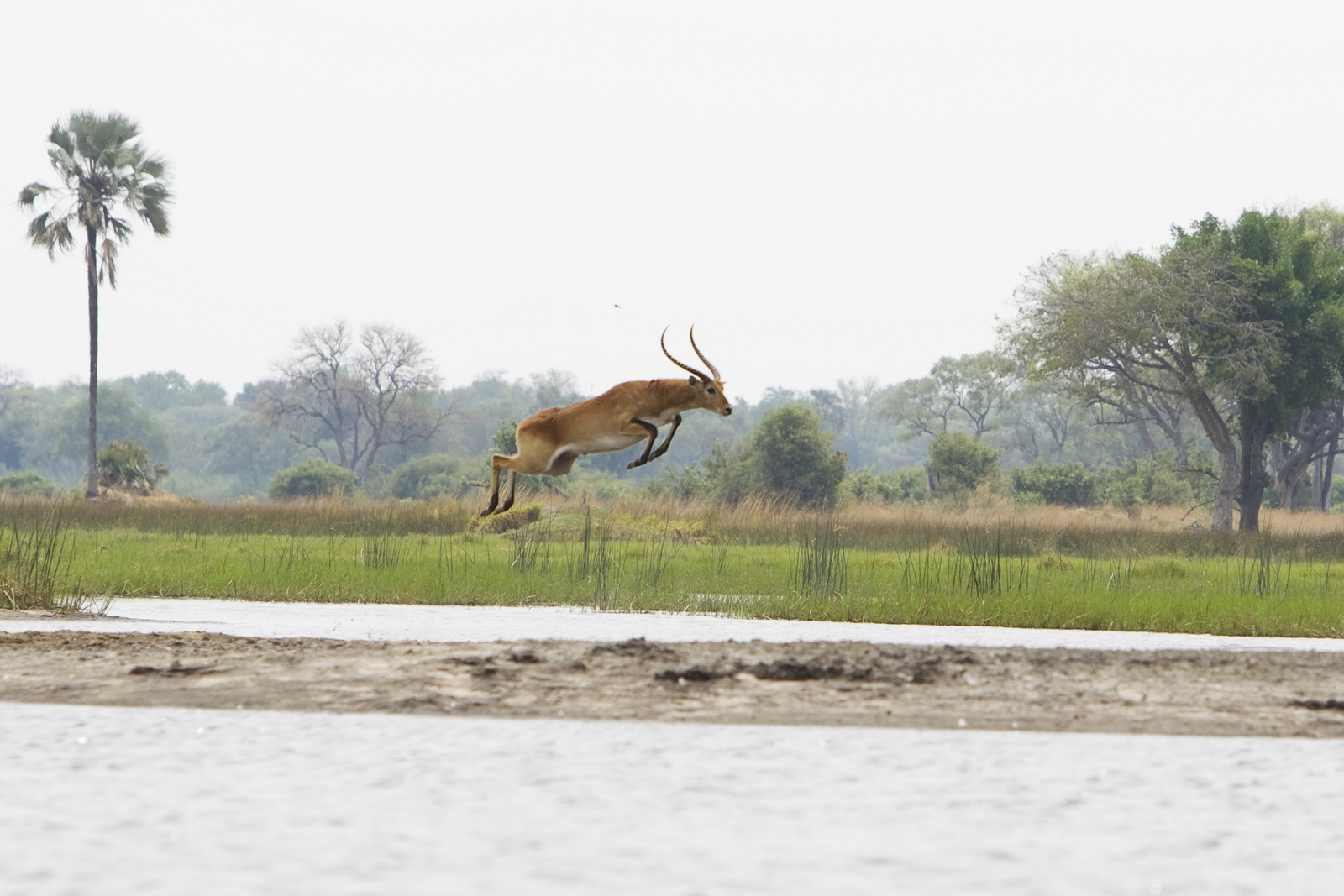 Shinde Footsteps Shinde Footsteps: Rote Moorantilope im Sprung