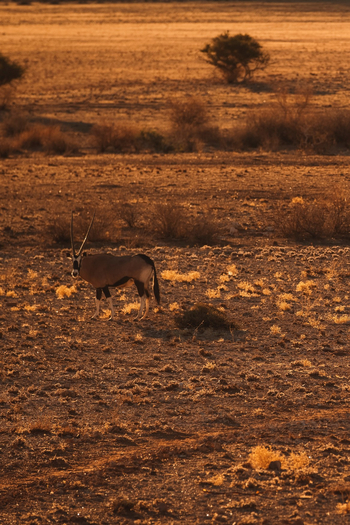 Sonop Camp: Landschaft