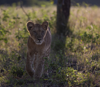 Sungani Lodge Sungani Lodge: Löwenbaby