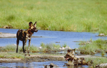 Tafika Camp: Wildhunde beim Bad