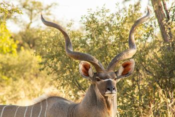 Tau Pan Camp Tau Pan Camp: Kudu-Hörner