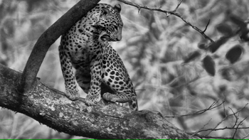 The Serai Bandipur: Leopard