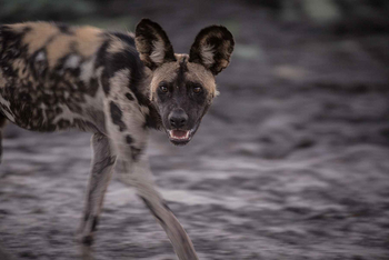 Tuskers Bush Camp: Wildhund