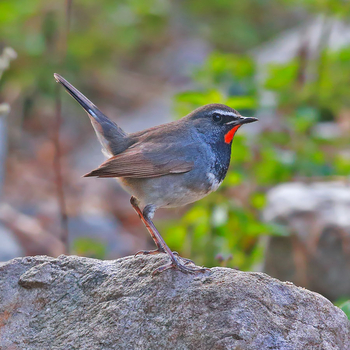 Vanghat: Himalayan Rubythroat