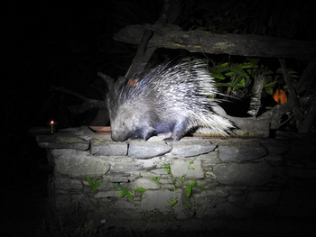 Vanghat: Indian Crested Porcupine