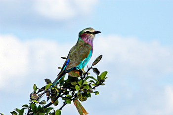 Victoria Falls River Lodge Victoria Falls River Lodge: Gabelracke