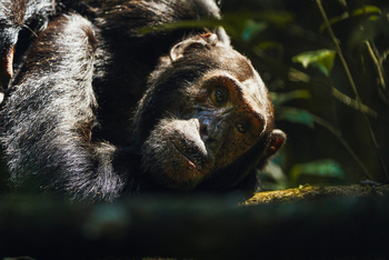 Volcanoes Kibale Lodge: Nachdenkliche Pose