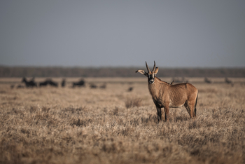 Wilderness Mokete Camp: Pferdeantilope