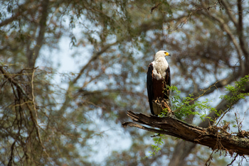 Amanzi Camp: Schreiseeadler