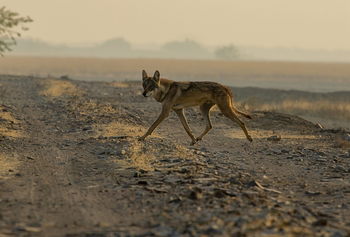 Blackbuck Safari Lodge: Wolf