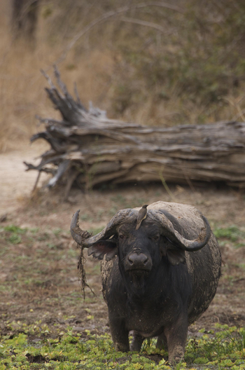 Bushcamp Company: Büffel im Sumpf