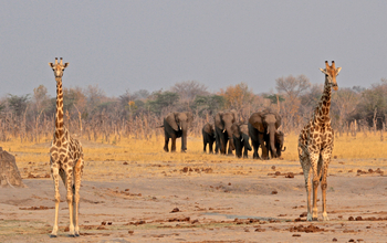 Camelthorn Lodge Camelthorn Lodge: Giraffen und Elefanten