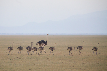 Chem Chem Lodge: Straußenfamilie