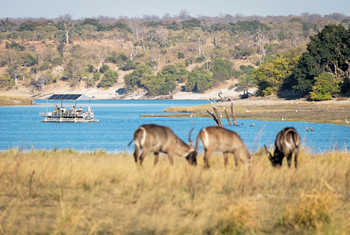 Chobe Game Lodge: Bootsafari - Wasserböcke