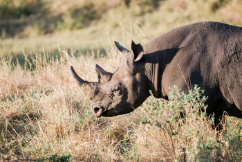 Cottar's 1920s Safari Camp: Nashorn