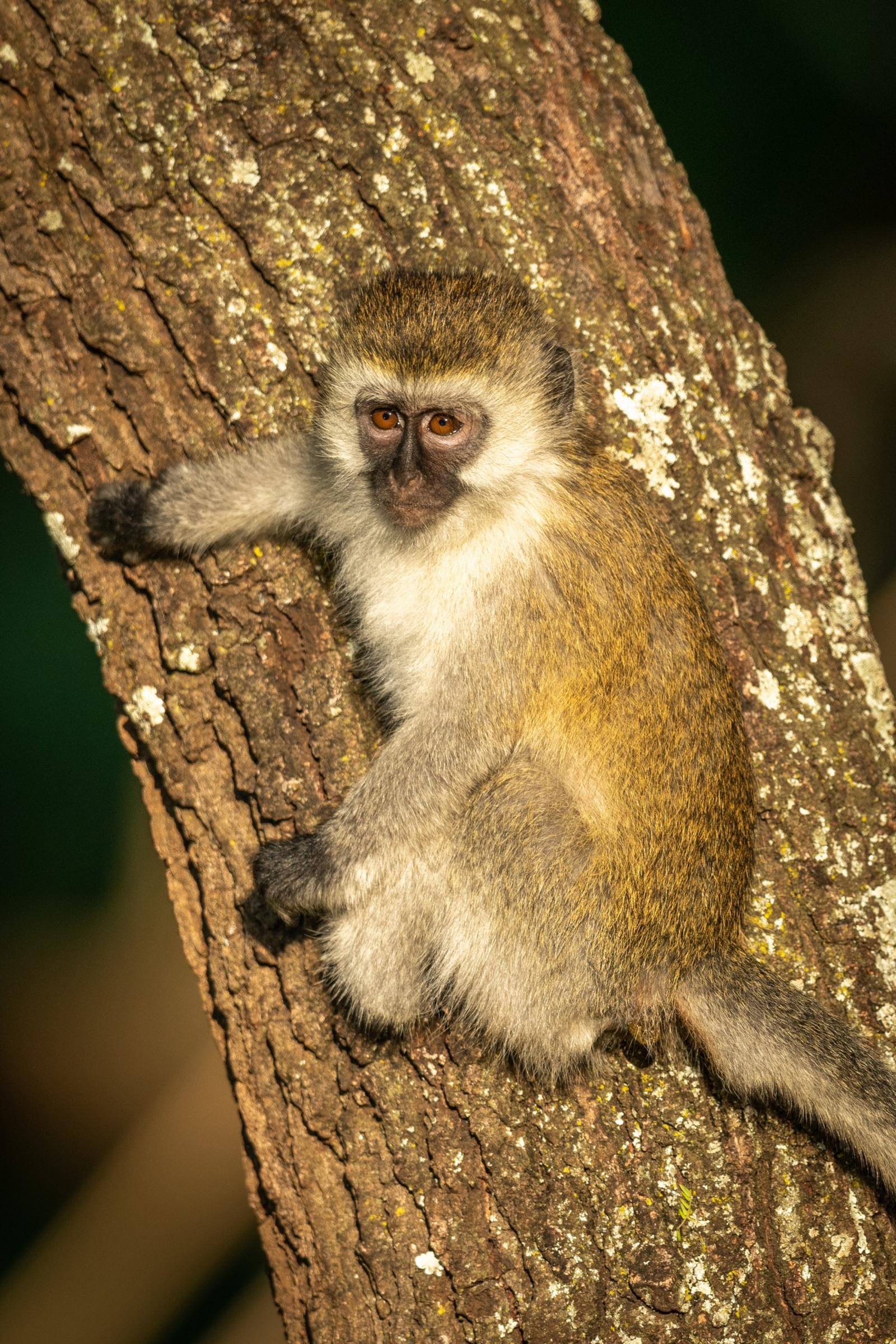Cottar's 1920s Safari Camp Cottar's 1920s Safari Camp: Vervet Monkey