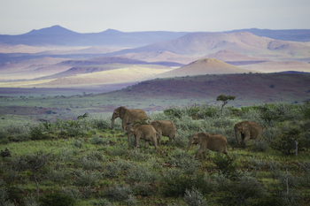 Damaraland Camp: Wüstenelefanten im Damaraland