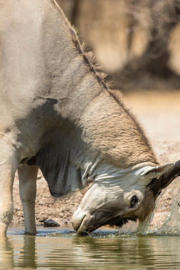 Dinaka Lodge: Elenantiliopen