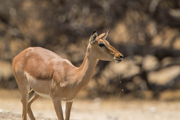 Dinaka Lodge: Impalas