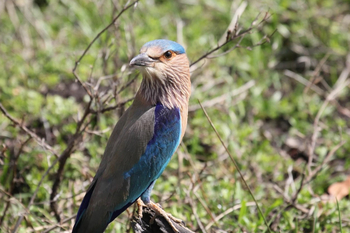 Emerald Tiger Retreat: Indian Roller