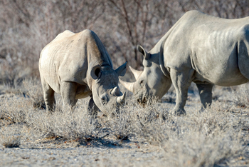 Etosha Heights Game Reserve: Tiere und Landschaft