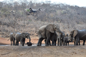 Ghoha Hills Savuti Lodge Ghoha Hills Savuti Lodge: Elefanten unterhalb der Lodge
