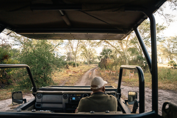 Gorongosa Safaris: Impala bei Game Drive