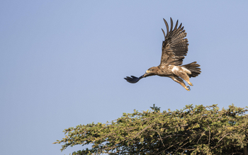 Governors' Mugie: Tawny Eagle
