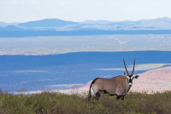 Grootberg Lodge Grootberg Lodge: Oryx