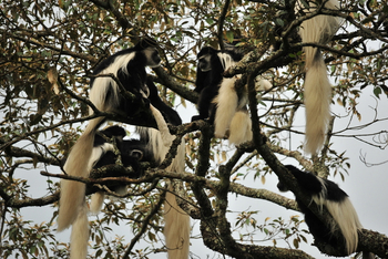 Hatari Lodge: Colobusaffen