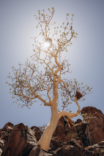 Huab Lodge: Desert Chestnut