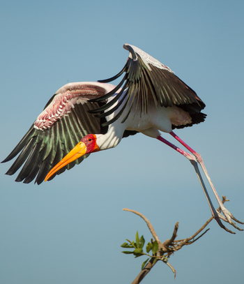 Kanana Camp: Vogelkolonie - Storch im Flug