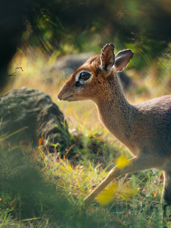Koroi Forest Camp: Dikdik