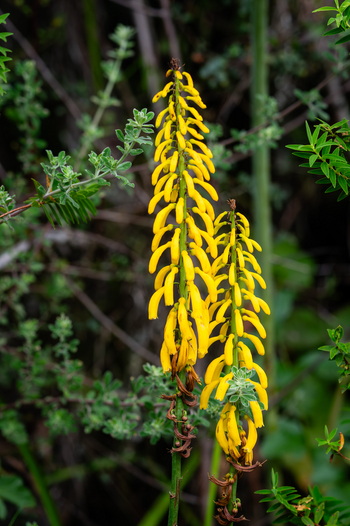 Koroi Forest Camp: Fackellilie