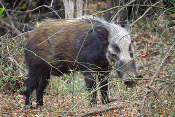 Kuthengo Camp: Bush Pig