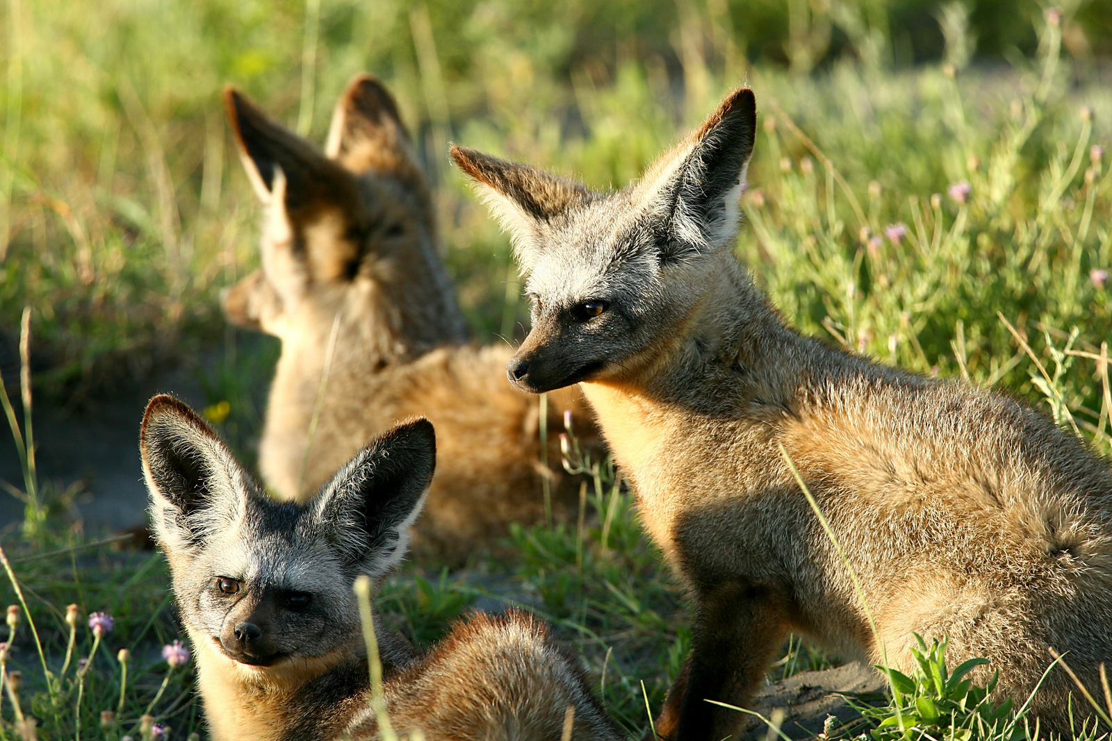 Legendary Nyasi Tented Camp Legendary Nyasi Tented Camp: Löffelhunde