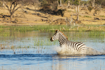 Leroo La Tau Lodge: Einzelnes Zebra
